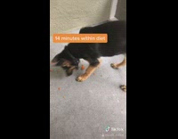 Dog eats carrot then pizza 