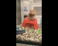 Collab Clips mpugc - Two hamsters one sit one run petco
