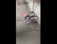Robotic dog with outfit waves at people