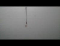 Collab DailyDoseOfInternet - Black white cat jumps at curtain drawstring 