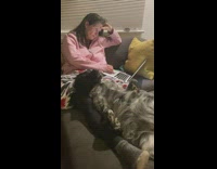 Dog lay back on woman lap sofa