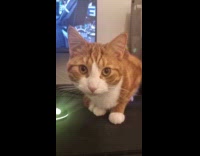 Cat sleeping with strange eye twitching