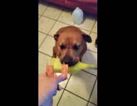 Dog gets treat with toy on mouth