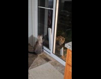 Two cats stares each other at door