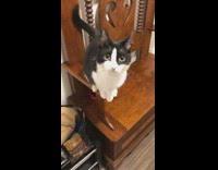 white grey cat jumps at camera