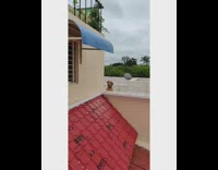 Golden retriever dog stands looks over rooftop 
