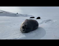 Weddell seal snores while sleeping on ice part 1