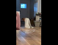 Dog tired from playing tug of war