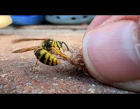 Macro close up wasp eat meat part 2