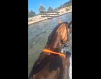 Horse playing in river water