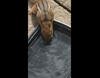 Brown chipmunk drinks water from plastic container 