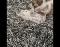 Brown white puppy plays with reindeer toy on gray shag carpet