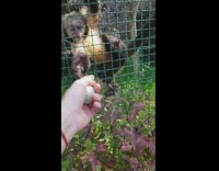 Guy play with monkey jade ball part 2