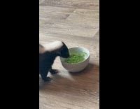 Skunk tries to catch peas in water