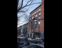 Collab WINY - Firemen help macaw parrot stuck on tree part 2