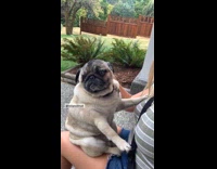 Woman give head pats to gray pug