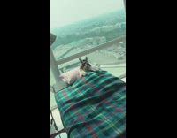 Cat with bunny ears pink pillow plaid blanket sleeping