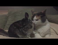 Cat grooms and licks chinchilla 