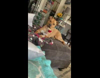 Dog head up Dunkin Donuts