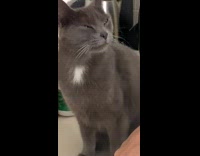 Collab Clips mpugc - Grey cat has burning eyes from cutting onions