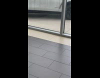 Bird inside car dealership escorted out 