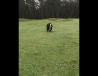 black dog running towards camera outside 