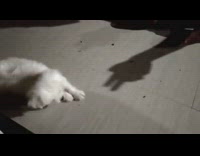White puppy scared at hand shadow floor