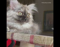 Grey kitten cat on brown platform meows 