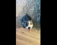 Collab BitchMP - Woman tells her pitbull she has to behave 