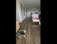 Collab Pets For All - Grey puppy dog tries to catch ball