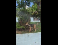 Dog keeps biting water