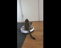 Tabby cat ride on roomba vacuum cleaner
