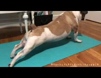 Brown white dog stretches blue yoga mat