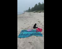 Black cat on beach chases ball and stops in sand 