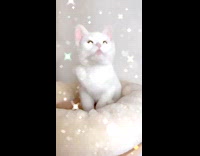 White kitten yellow eyes particles sparkling edit