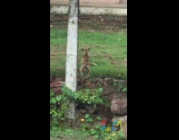 Brown dog fight chase monkey kid talking