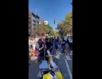 Dog dressed as Beetlejuice Bob for Halloween