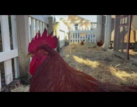Rooster stare at camera farm chicken pen