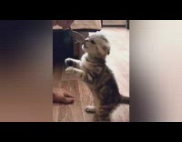 Kitten stand lick spoon funny sound nom