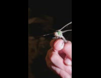 Large dragonfly on finger cleans its head