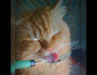 Orange cat licks food metal fork filter