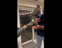 Man holds falcon for the first time 