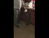 Colab VVUK Pat the Dog Eating Ice Cream - Black cat named Sophie claws at her treat bowl