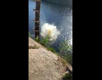 Nervous Man Jumps to Creek from Tree