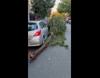 Broken tree lay beside parked cars street