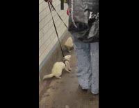 Guy walks ferrets at subway 