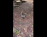 Raccoon inside of zoo exhibit