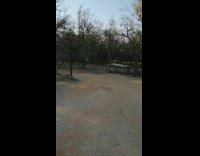 Woman call pet deer feed milk bottle forest