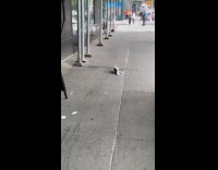 Two pigeons fight on sidewalk under scaffolding