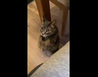 Cat stand and paw beg under table